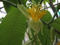 Tree passion flower